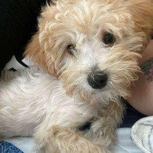 Meet your Posher, Viridiana